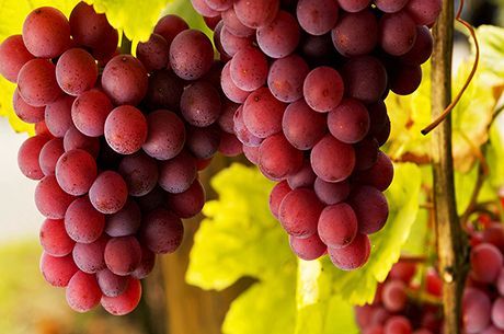 Болезни винограда: профилактика и борьба с опасными милдью и оидиум