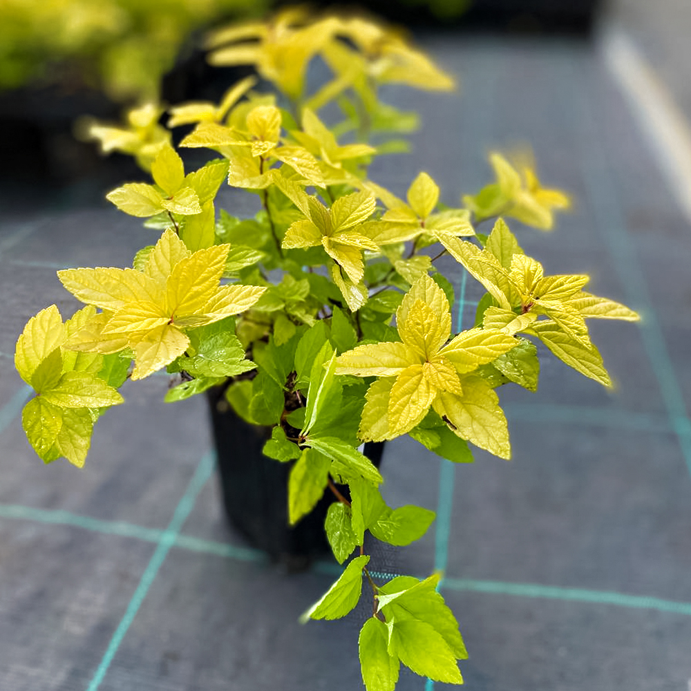 Спирея серая Грефшейм