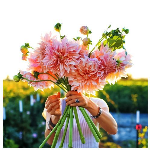 Георгина декоративная Кафе о Лейт