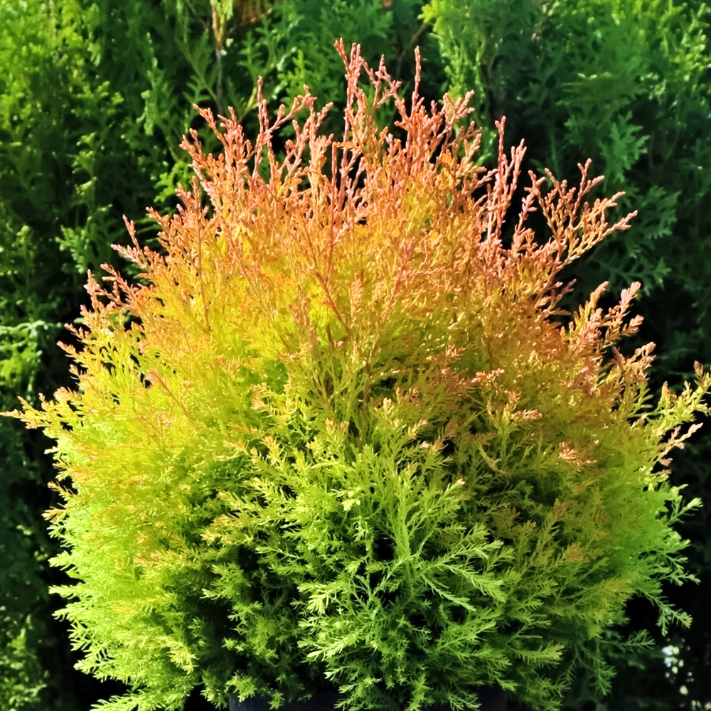 Туя западная карликовая Фаер Чиф № 1