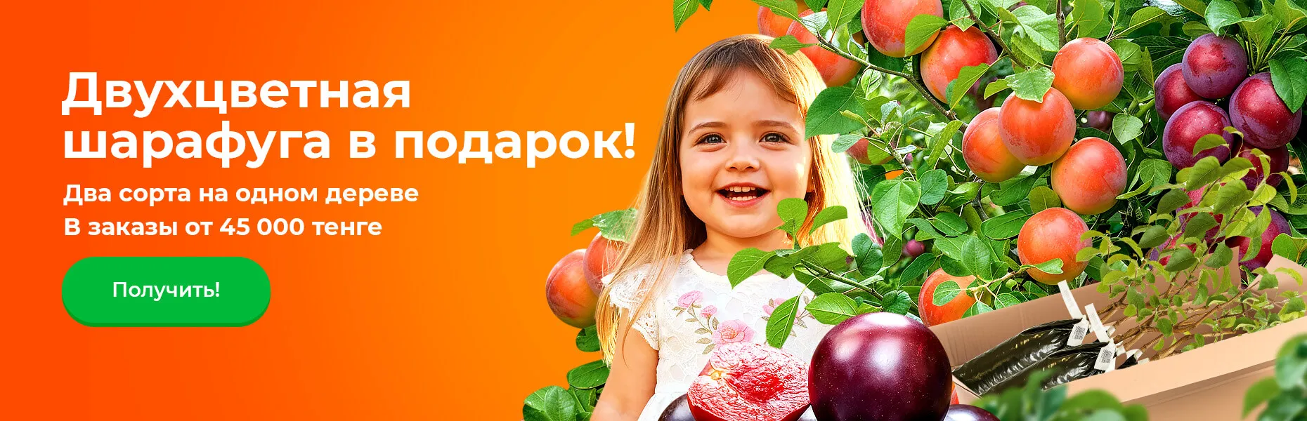 Двухцветная шарафуга в подарок! Два сорта на одном дереве В заказы от 45 000 тенге