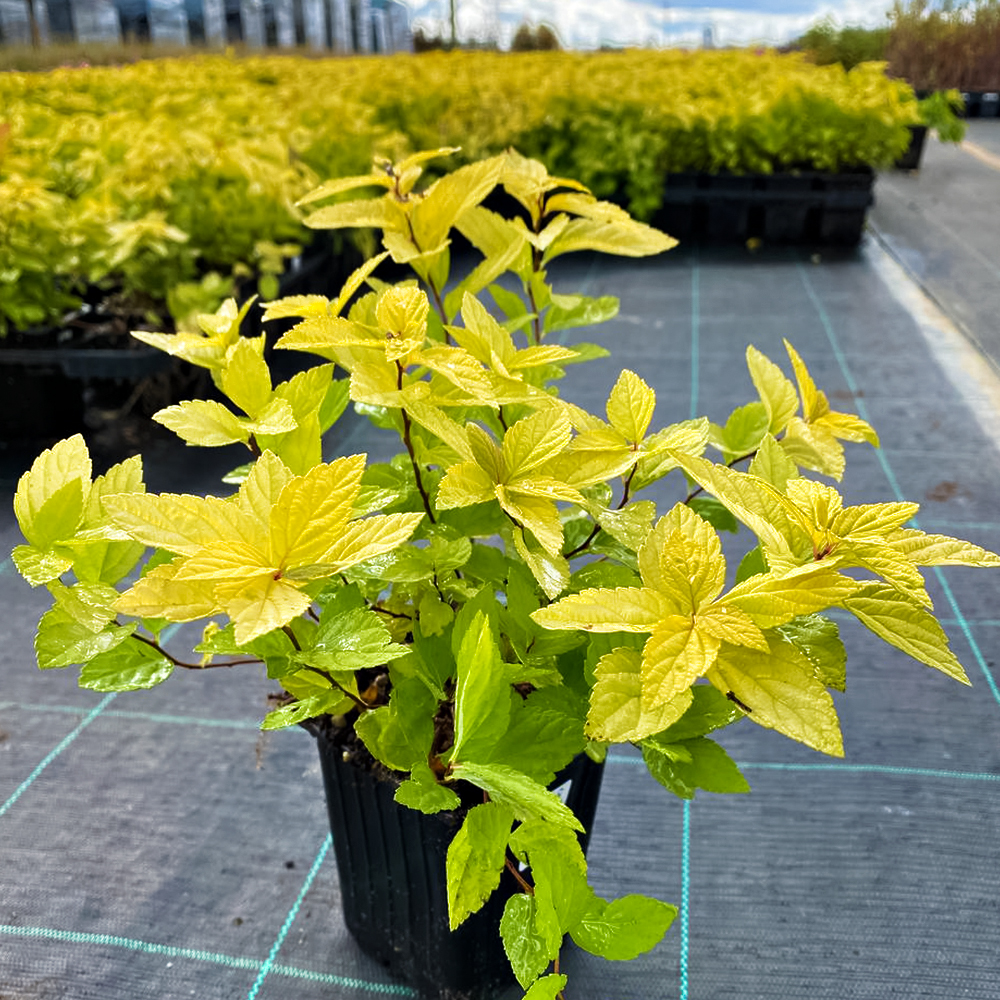 Спирея японская болезнеустойчивая Голден Принцесс