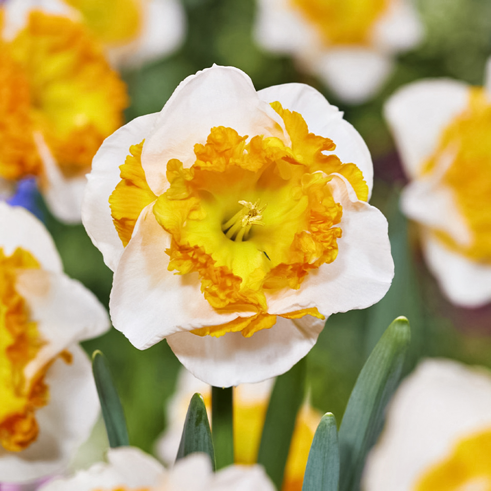 Нарцисс сплит-корона Лав Колл № 1