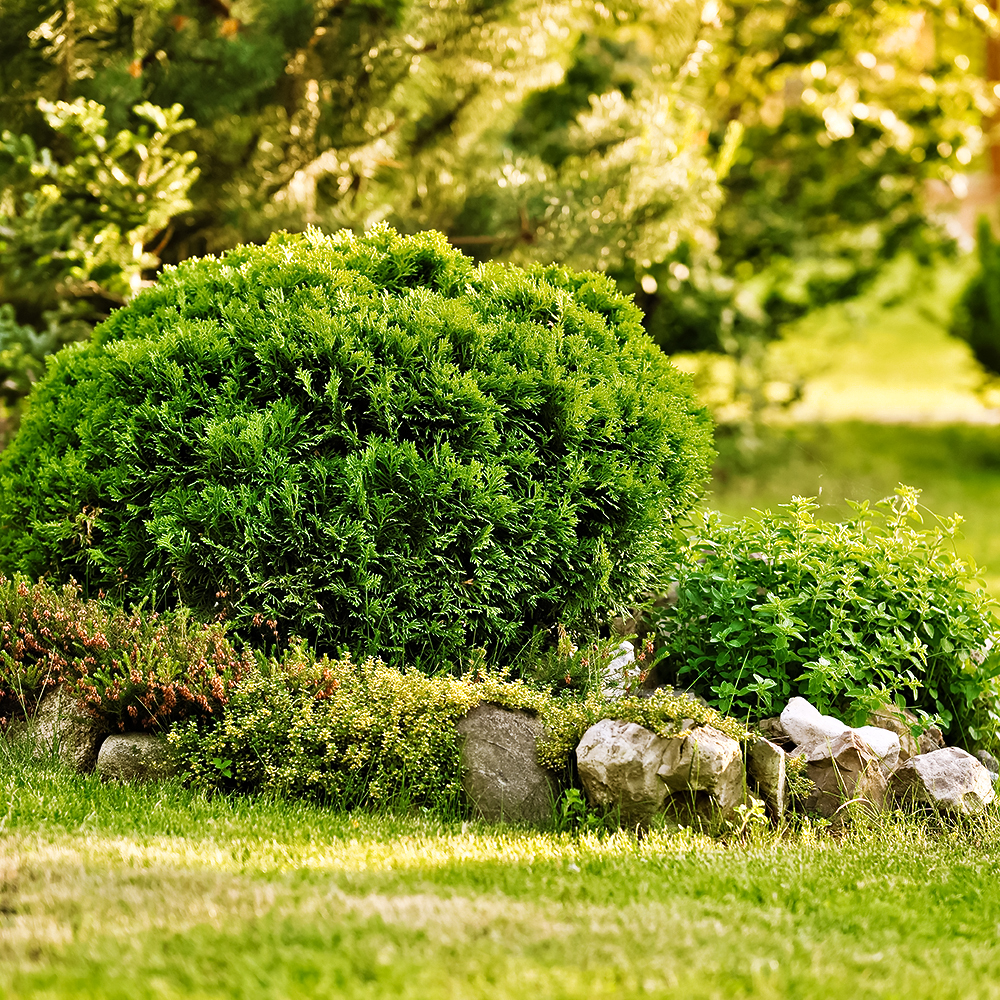 Туя западная устойчиво шаровидная Даника 