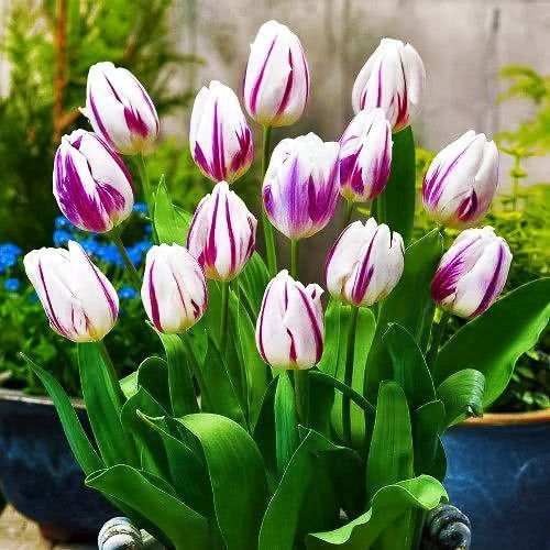 Тюльпан Триумф Флэминг Флаг № 1