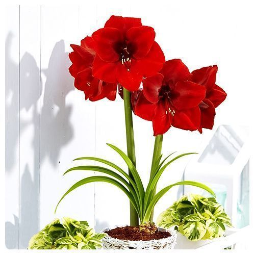 Амариллис (гиппеаструм) Гранд Дива № 1