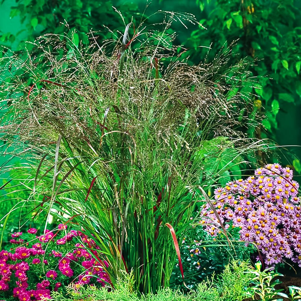 Просо прутьевидное Скво № 1