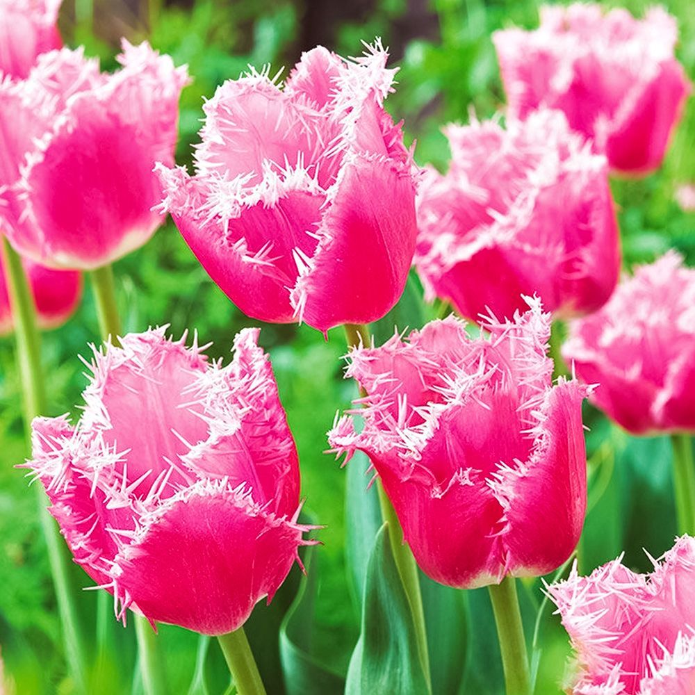 Тюльпан бахромчатый Кашарель № 1