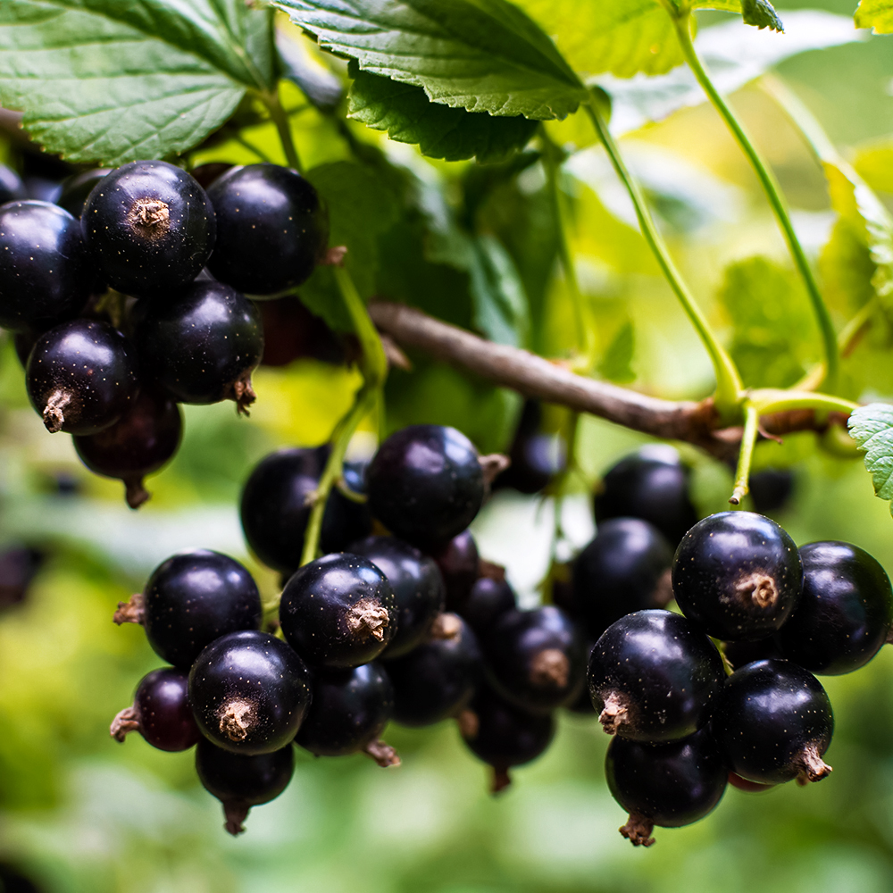 Смородина черная сверхурожайная Сокровище