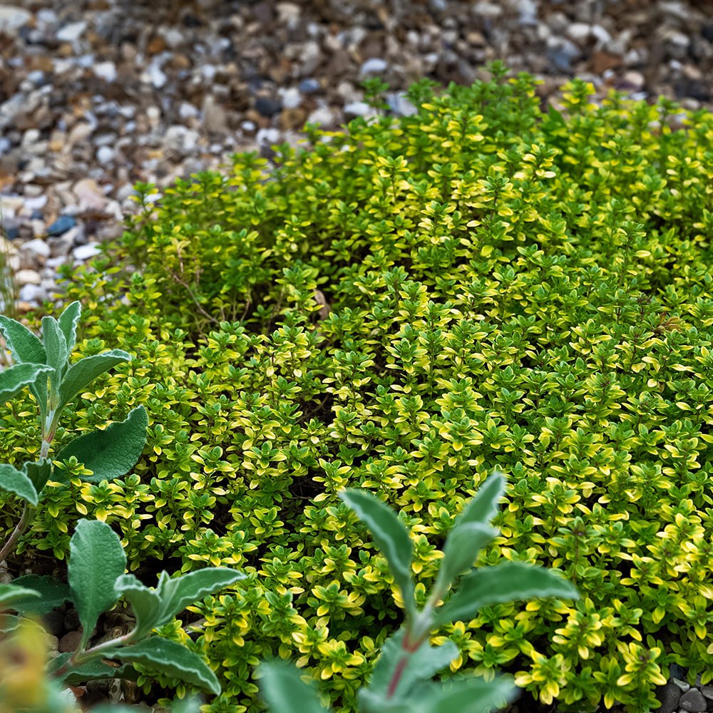 Тимьян (чабрец) лимоннопахнущий Бертрам Андерсон № 1