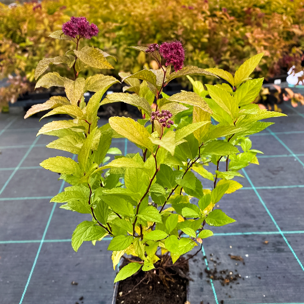 Спирея японская Голдфлейм