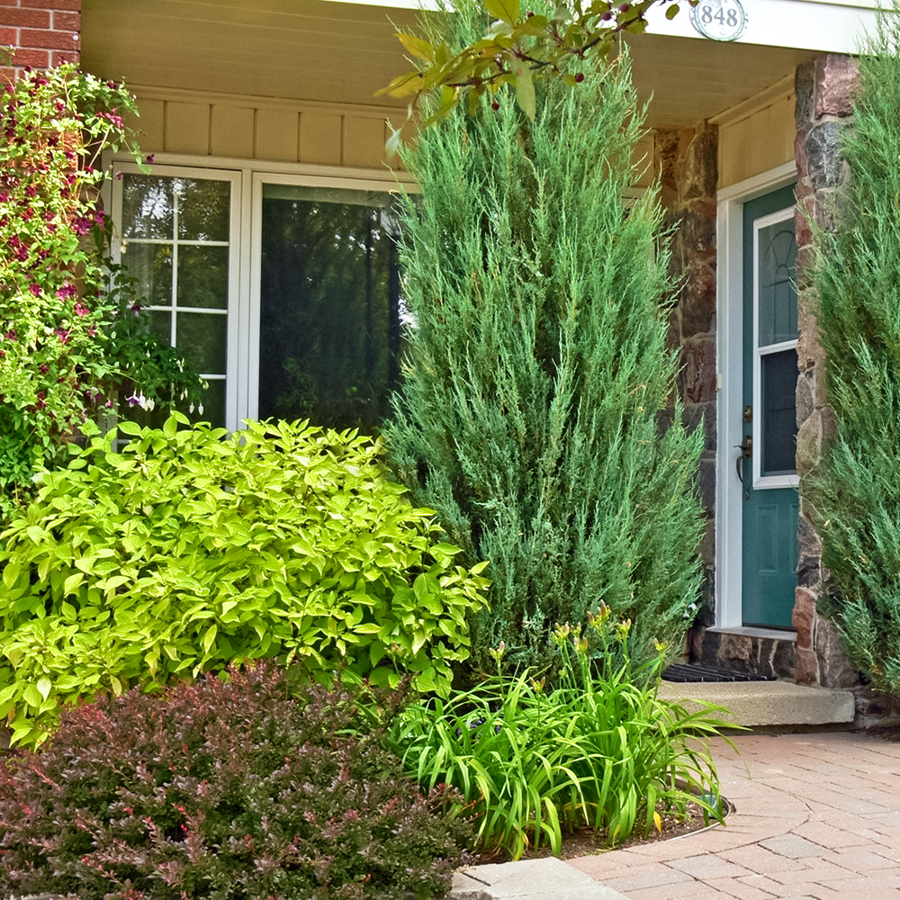 Можжевельник скальный Скайрокет
