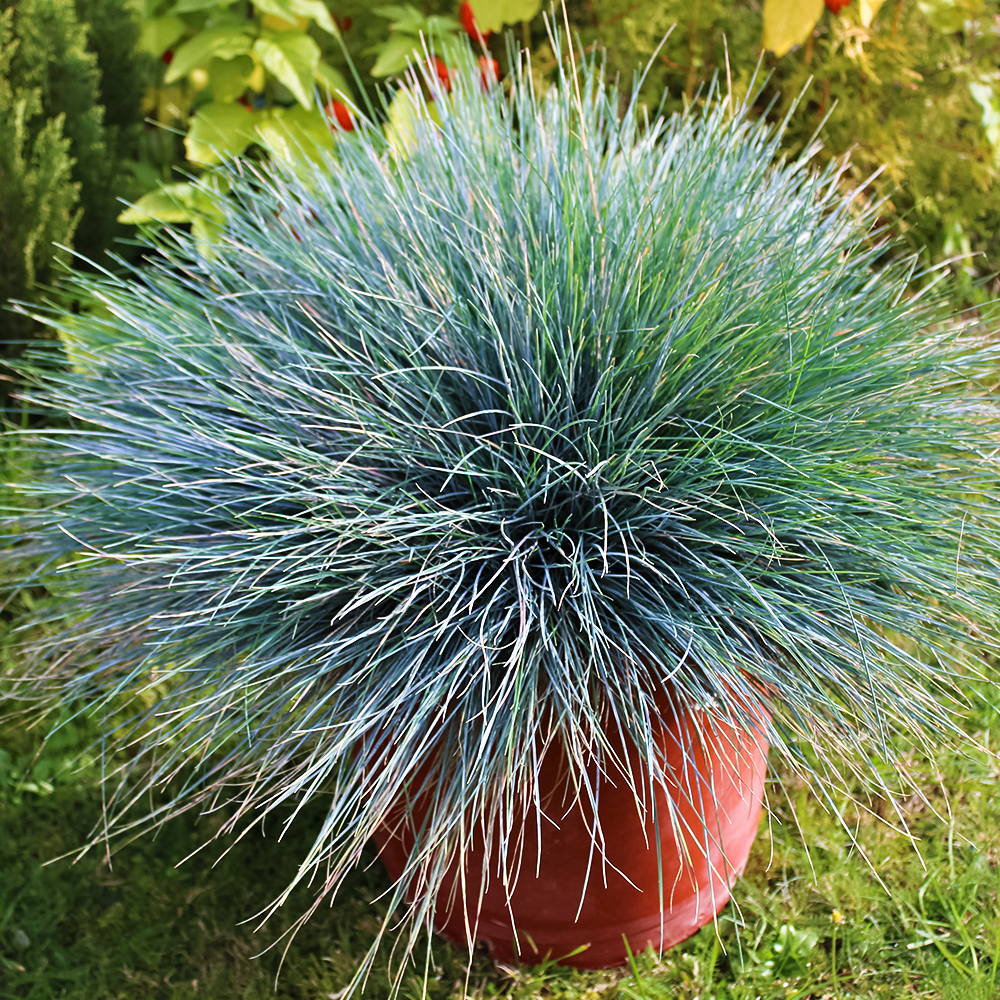 Овсяница сизая Элайджиан Блу № 1