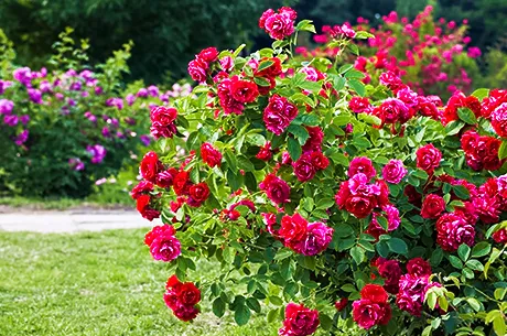 Роза шраб: что это такое?