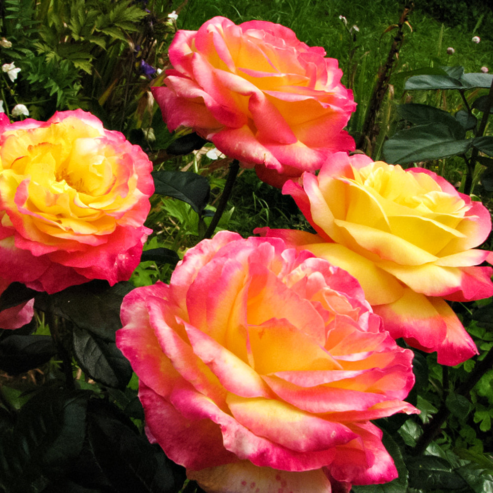 Роза чайно-гибридная Восточный Экспресс № 1