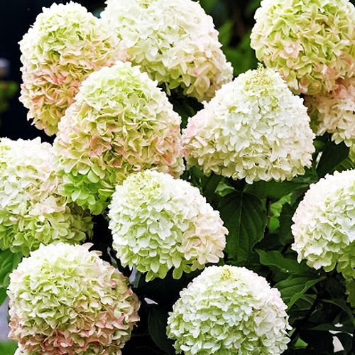 Гортензия метельчатая для новичков Саммер Лав