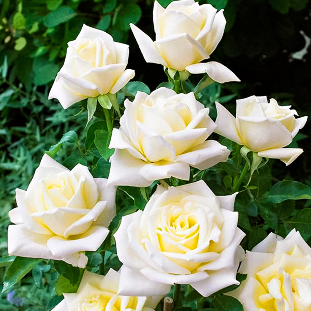 Роза чайно-гибридная для севера Полярная звезда № 1