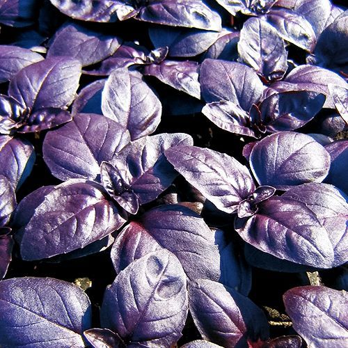 Базилик Ажур пурпурный Седек