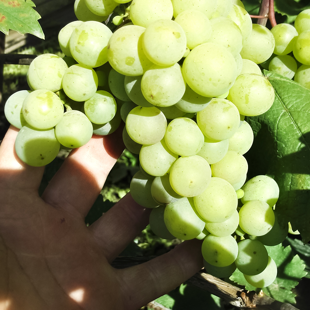 Виноград для севера Русвен № 1