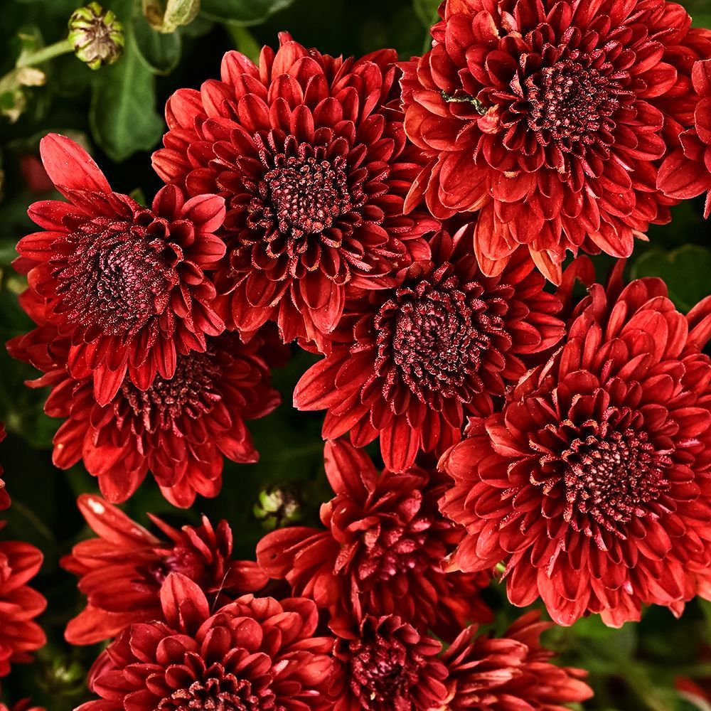 Хризантема корейская Шапка Мономаха № 1