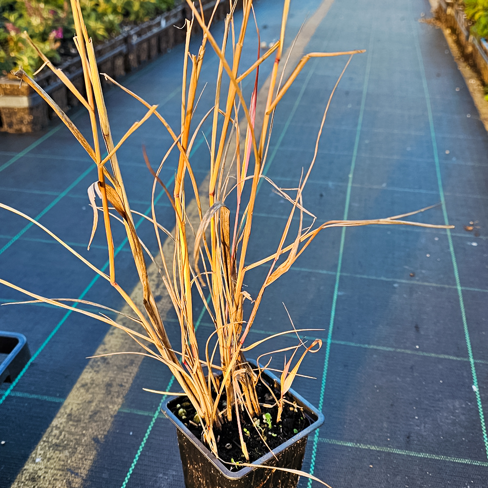 Просо прутьевидное Скво