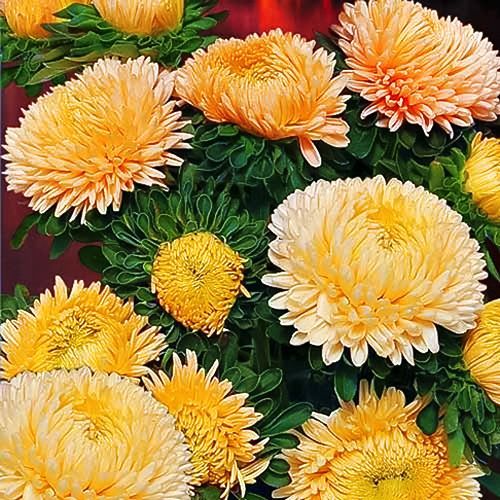 Астра китайская Хризантелла Золотая осень Евросемена