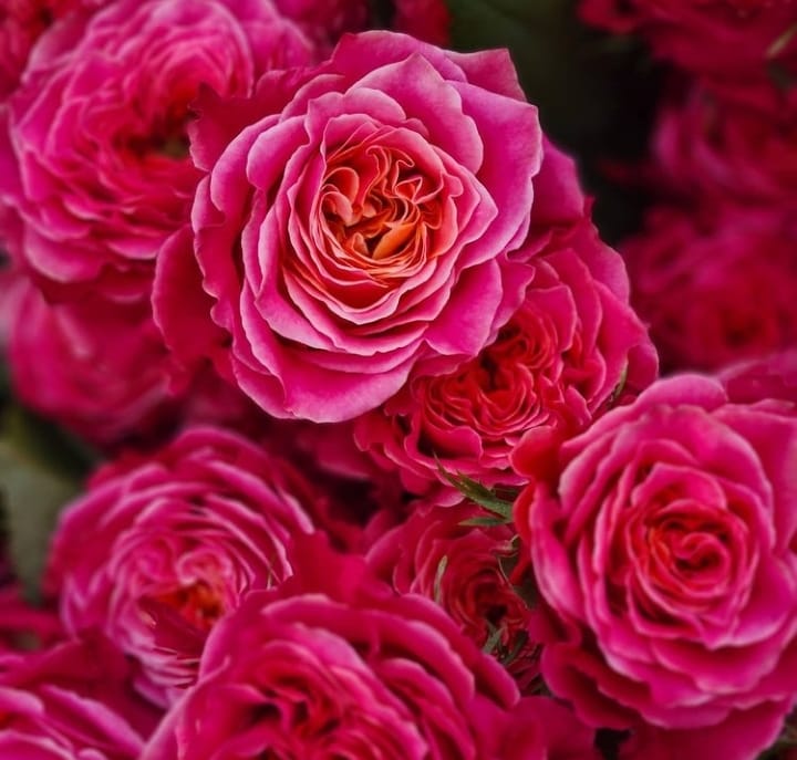 Роза чайно-гибридная горшечная Кантри Гарден № 1