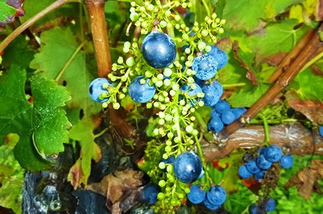 Мелкий виноград: причины горошения и как их избежать