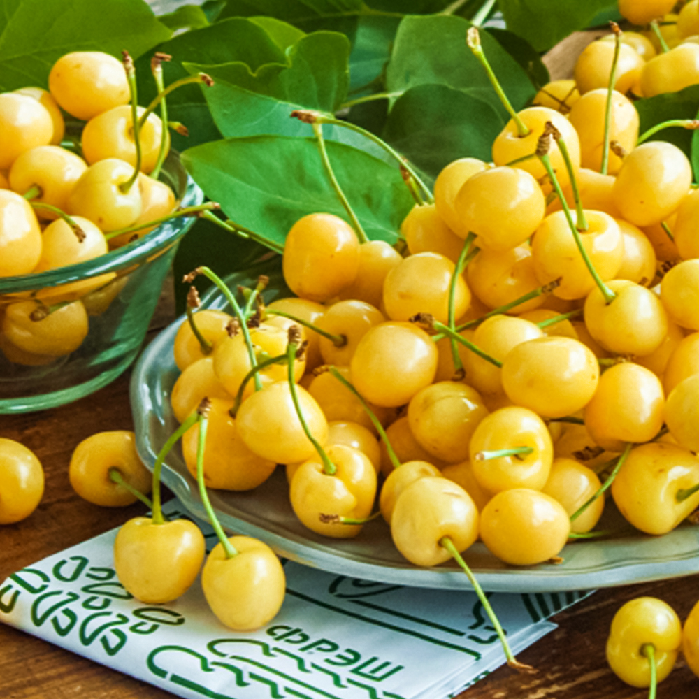 Черешня белая гипоаллергенная Винклера № 1