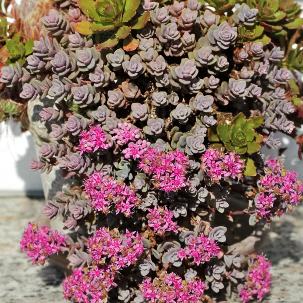 Очиток (седум) васильковый Розентепич № 1