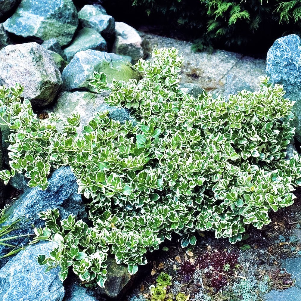 Бересклет Форчуна Эмеральд Гаити № 1