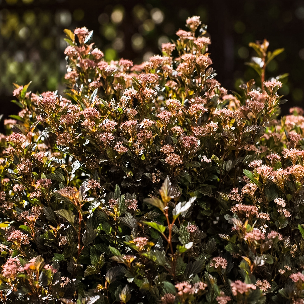 Пузыреплодник калинолистный компактный Литтл Девил № 1