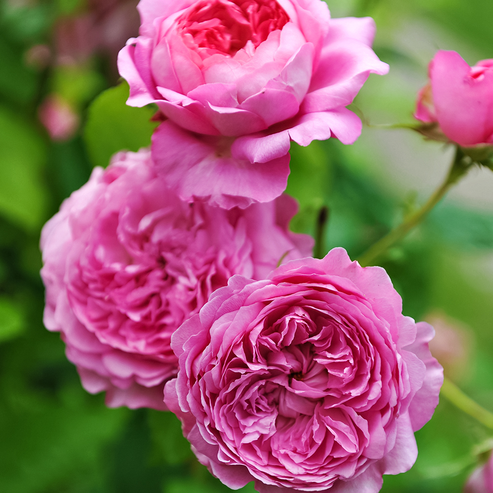 Роза шраб с ароматом ягод Шанталь Мерье № 1