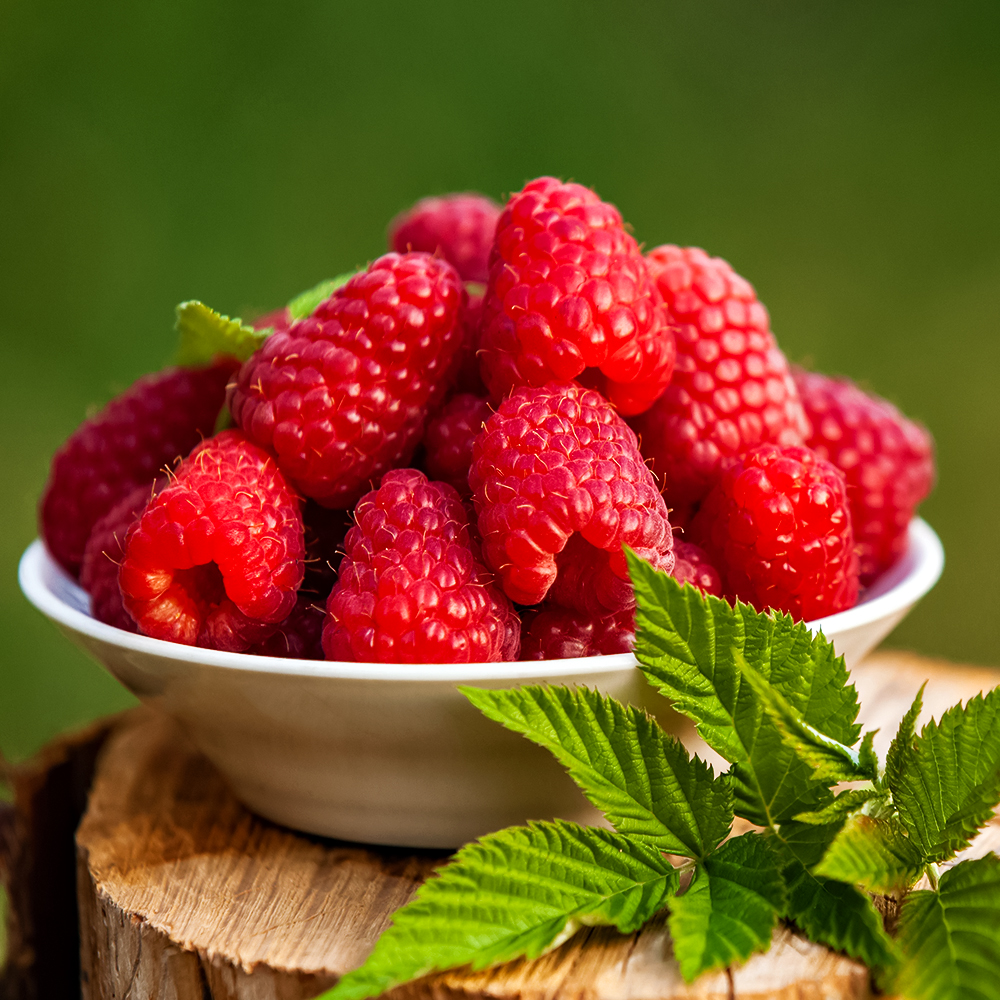 Малина крупноплодная Гусарская доблесть № 1