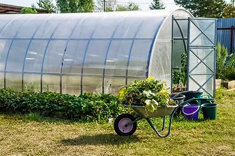 Три осенних правила, чтобы навсегда забыть о фитофторозе