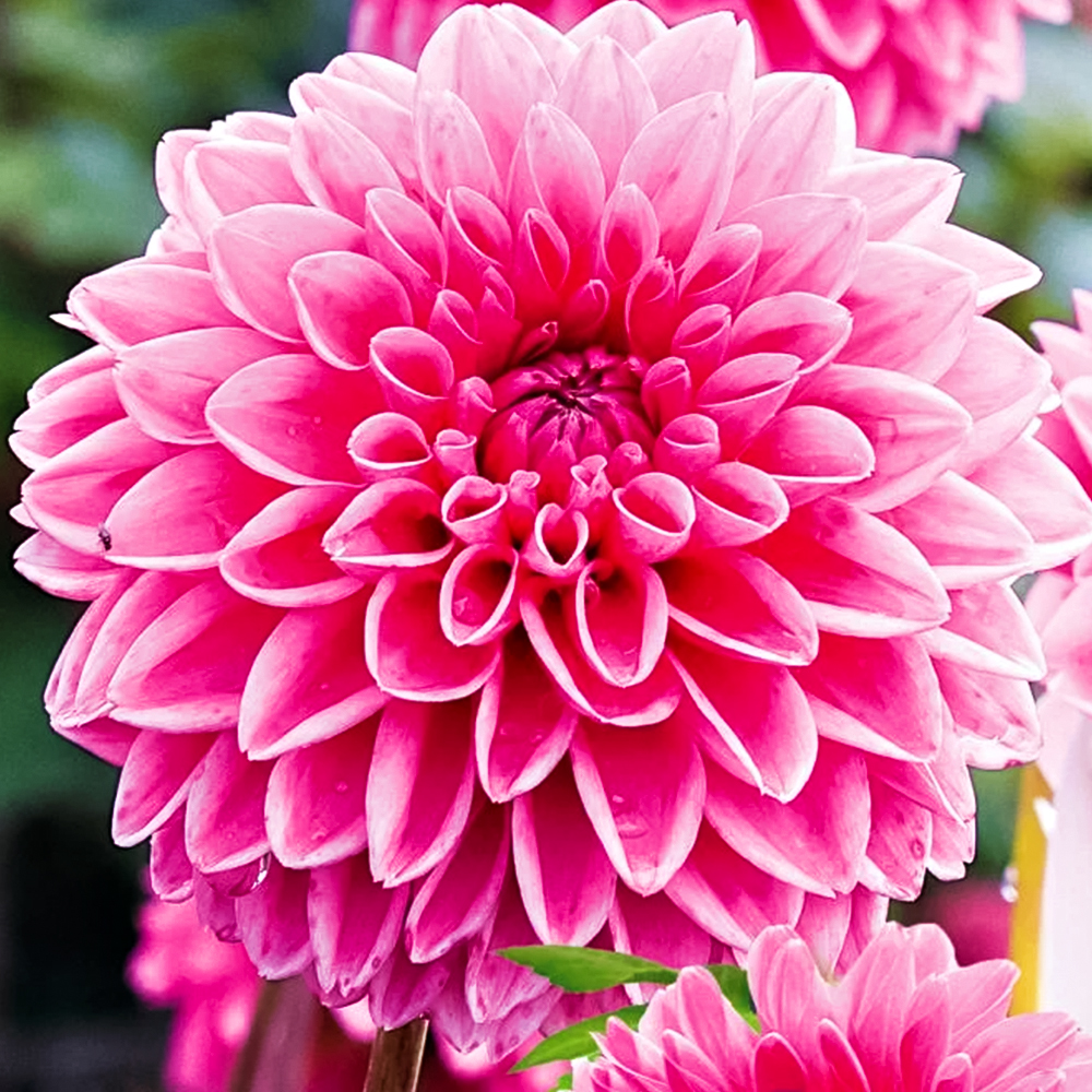 Георгина шаровидная Сандра № 1