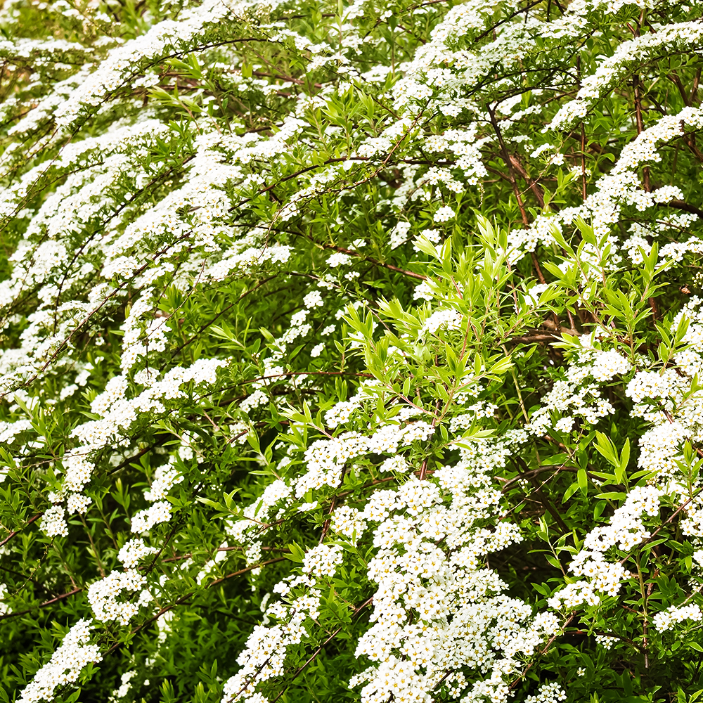 Спирея серая Грефшейм