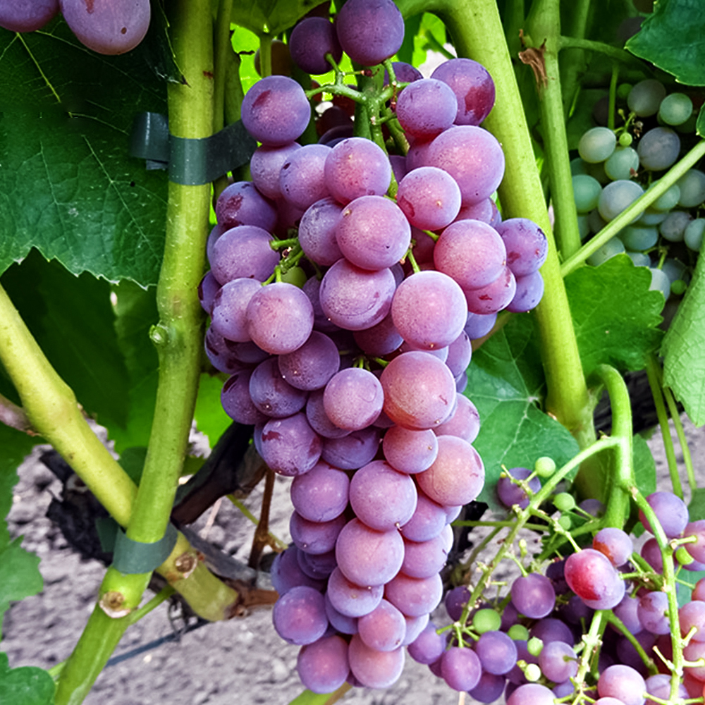 Виноград Кишмиш для севера Эйнсет Сидлис № 1