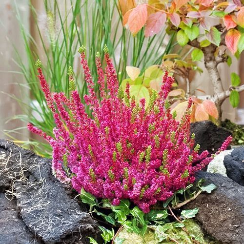 Вереск морозостойкий Дарк Бьюти № 1