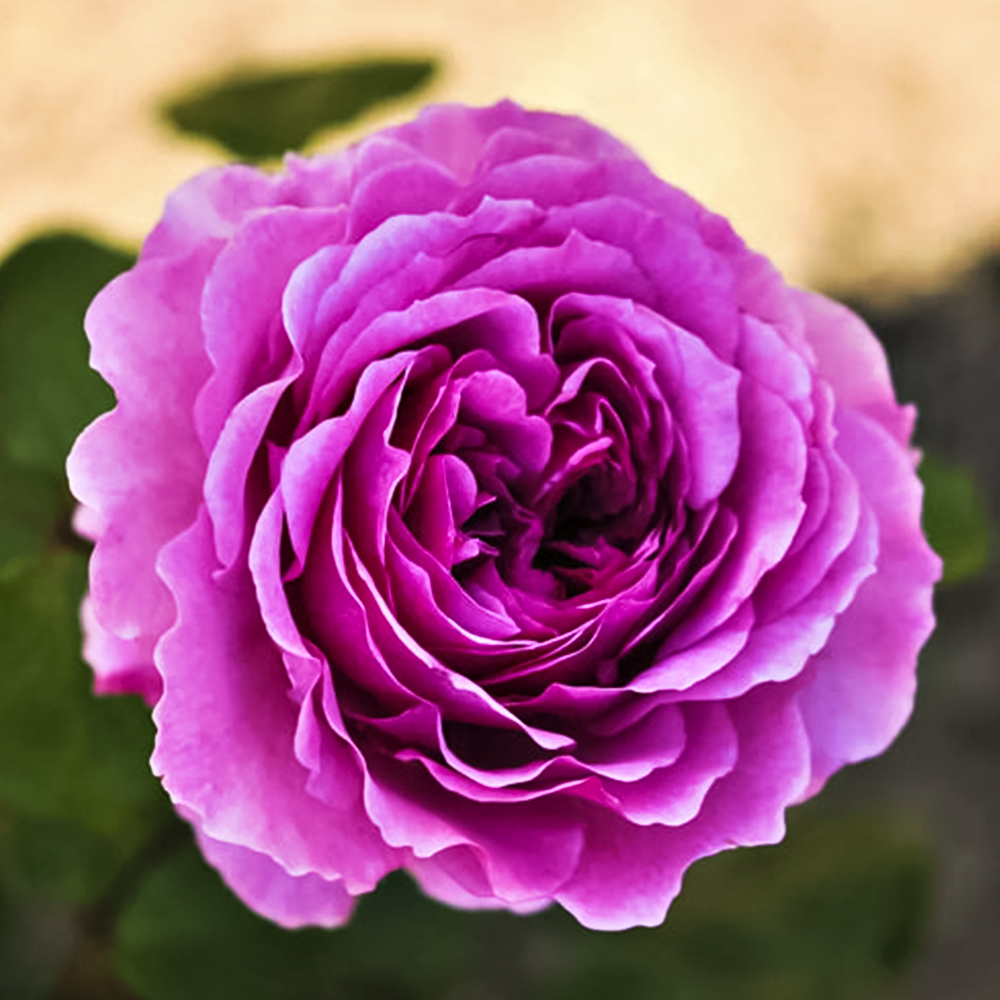 Роза шраб парфюмированная Эдор Арома № 1