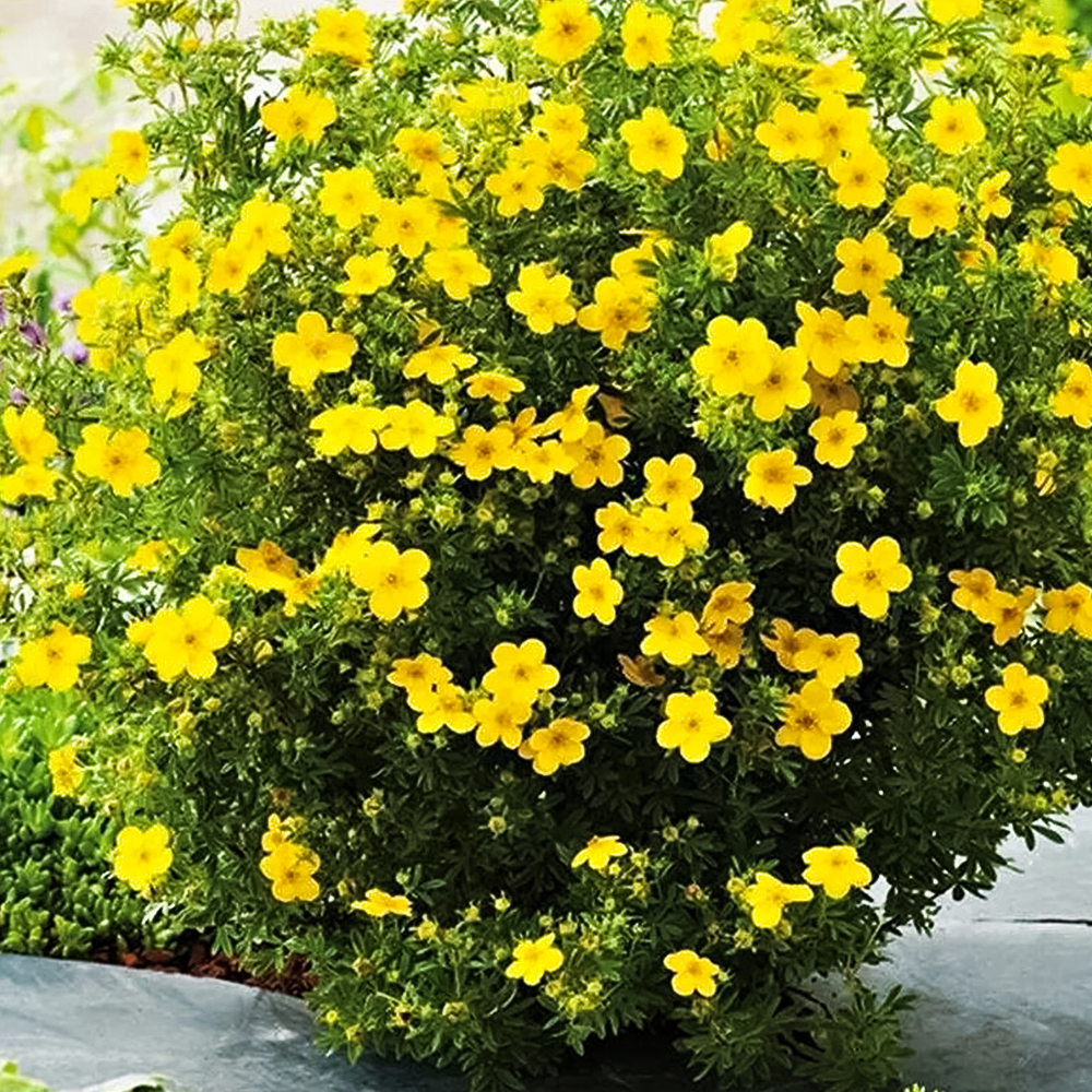 Лапчатка кустарниковая Голдфингер № 1