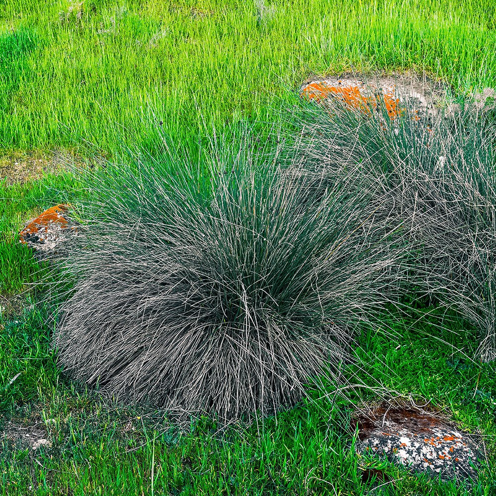 Овсяница сизая Элайджиан Блу