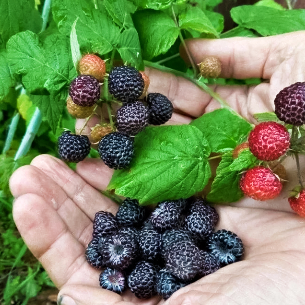 Малина крупноплодная черная без поросли Уголек № 1