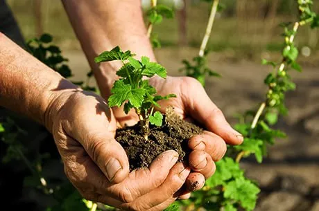 Размножение смородины: 3 проверенных способа