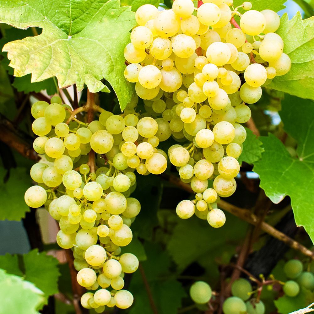 Виноград для средней полосы Московский устойчивый № 1