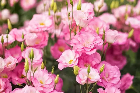 Эустома: полная пошаговая инструкция 