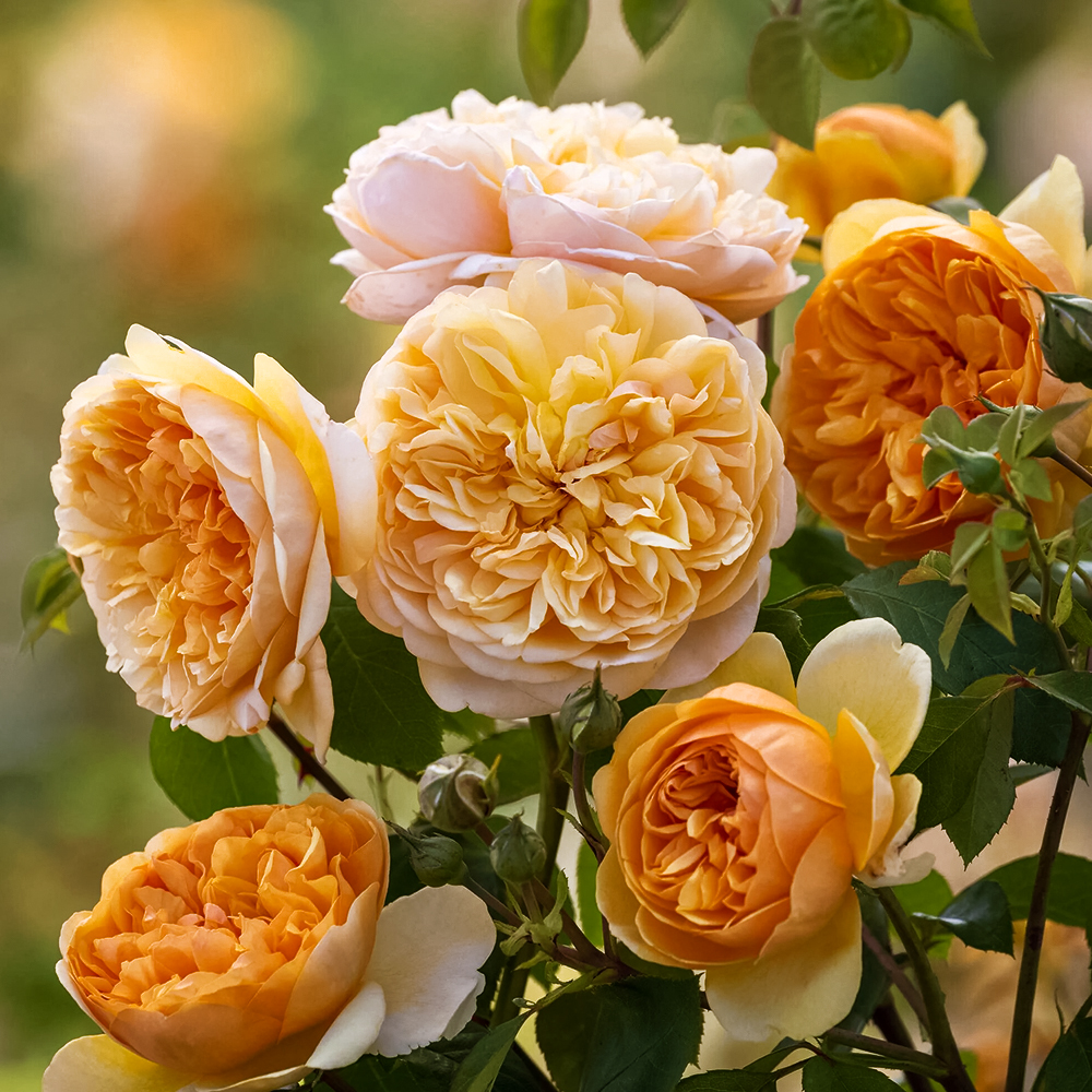 Роза английская долгоцветущая Бринг Ми Саншайн № 1