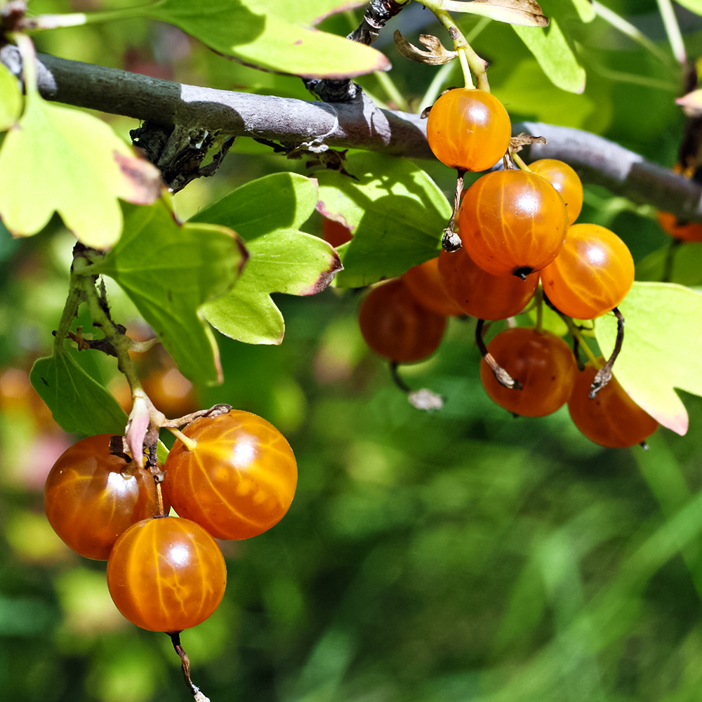 Смородина золотистая безуходная Сибирское солнышко № 1