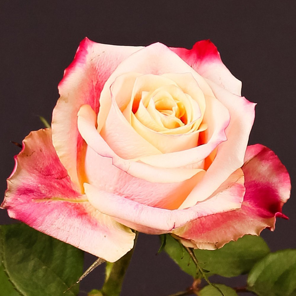 Роза чайно-гибридная премиум Шапо