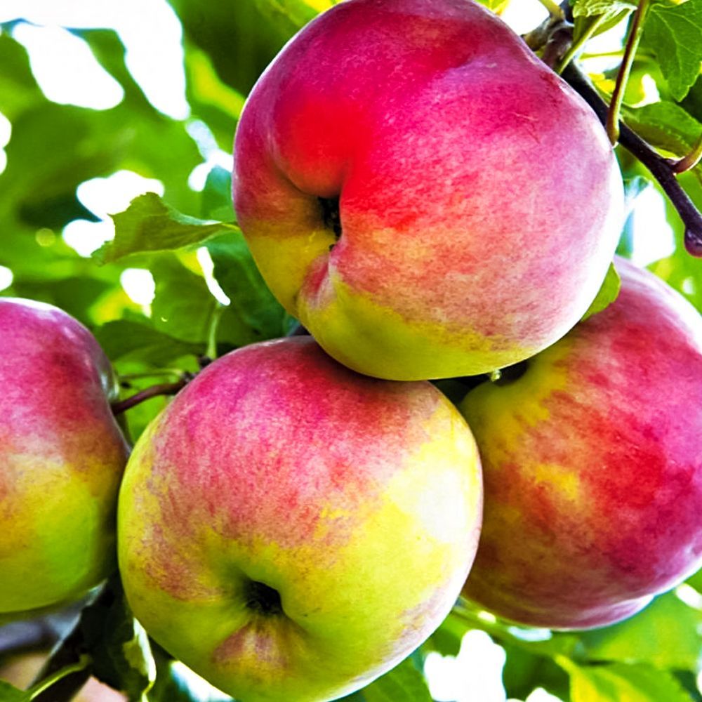 Яблоня Былина № 1